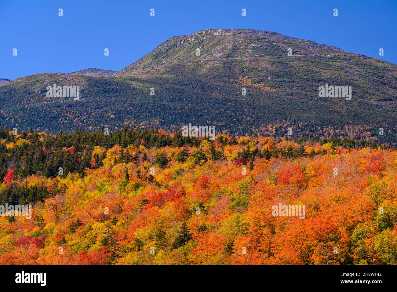 Autumn foliage in the deciduous forest on New England hillsides, Mount Washington, Pinkham Notch, New Hampshire, USA Stock Photo
