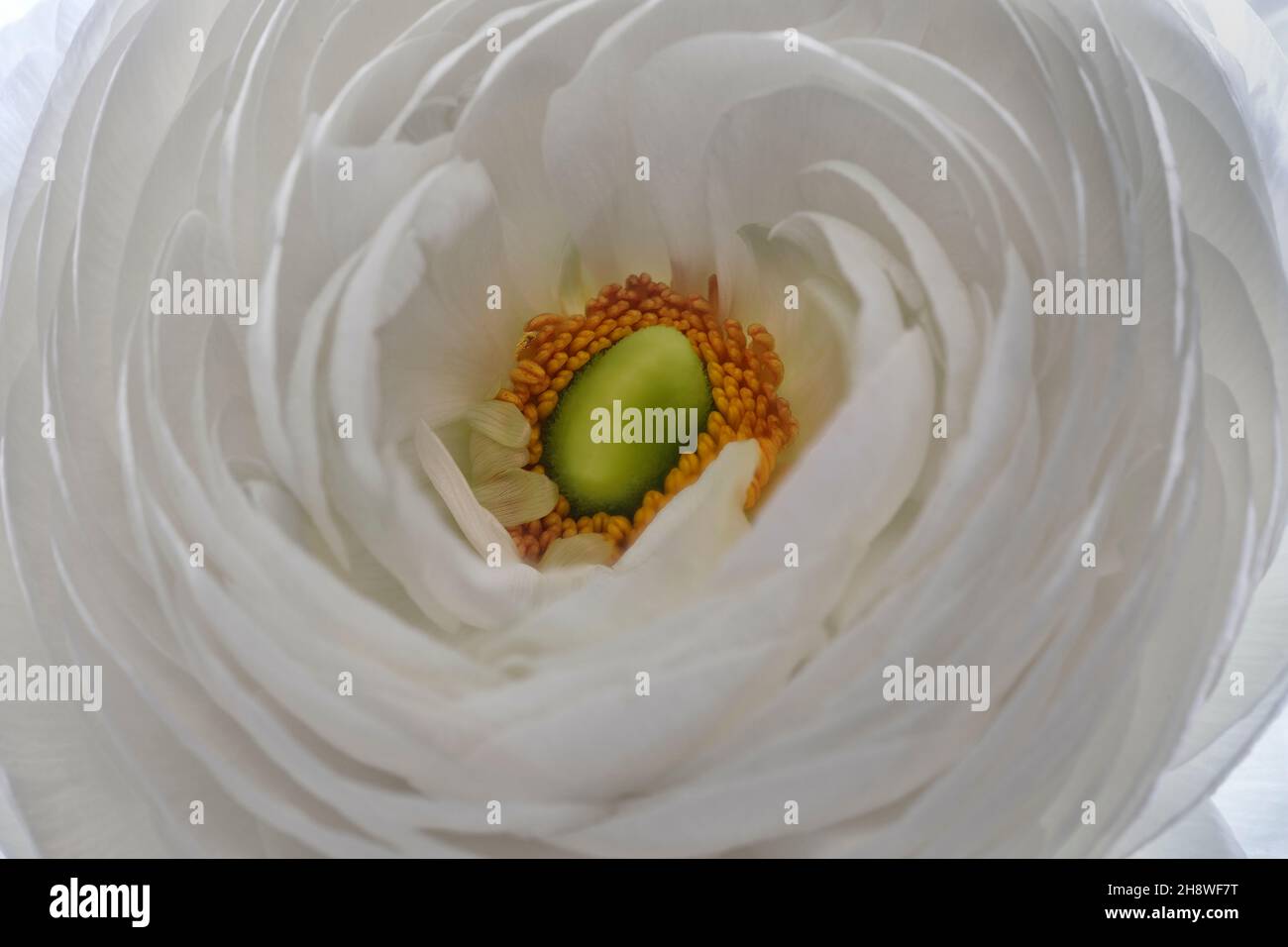 Ranunculus close up of flower Stock Photo