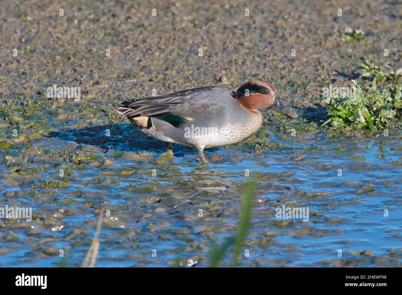 Drake or male Eurasian teal (Anas crecca) on the edge of a shallow fresh water lake Stock Photo