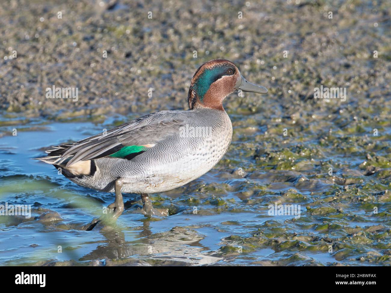 Drake or male Eurasian teal (Anas crecca) on the edge of a shallow fresh water lake Stock Photo