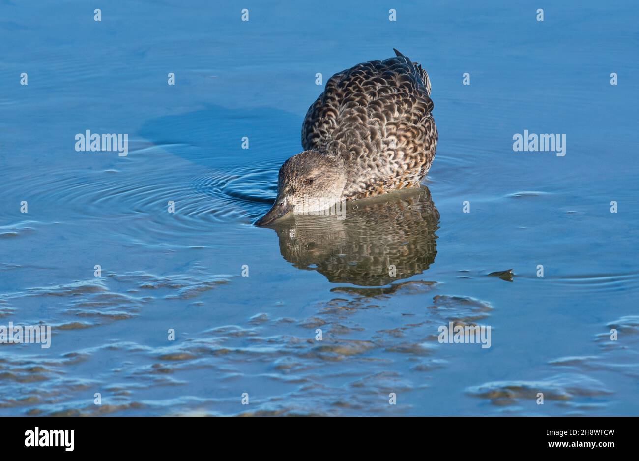 Female Or Duck Eurasian Teal Anas Crecca Dabbling For Food In Shallow 