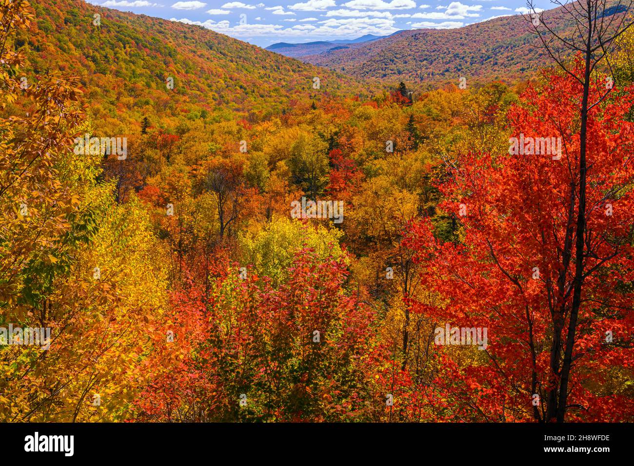 Autumn foliage in the deciduous forest on New England hillsides, Bear Notch Road, Bartlett, New Hampshire, USA Stock Photo
