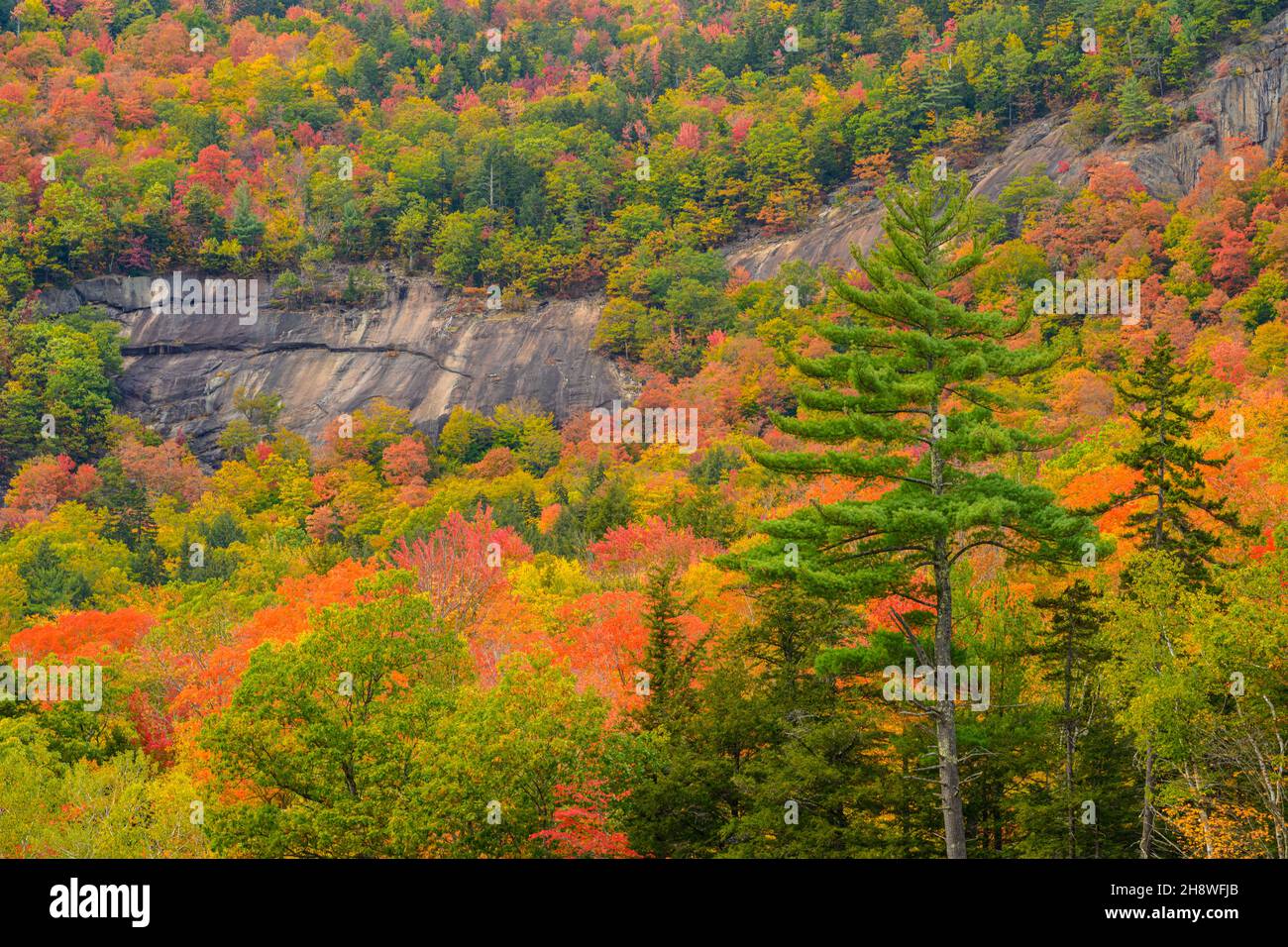 Autumn foliage in the deciduous forest on New England hillsides, Lower Falls scenic Area, Albany, New Hampshire, USA Stock Photo