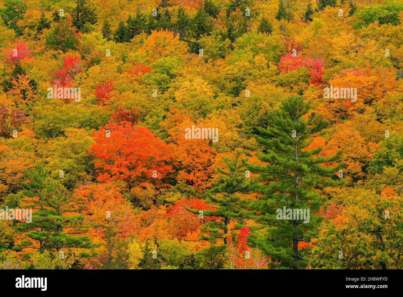 Autumn foliage in the deciduous forest on New England hillsides, Lower Falls Scenic Area, Albany, New Hampshire, USA Stock Photo