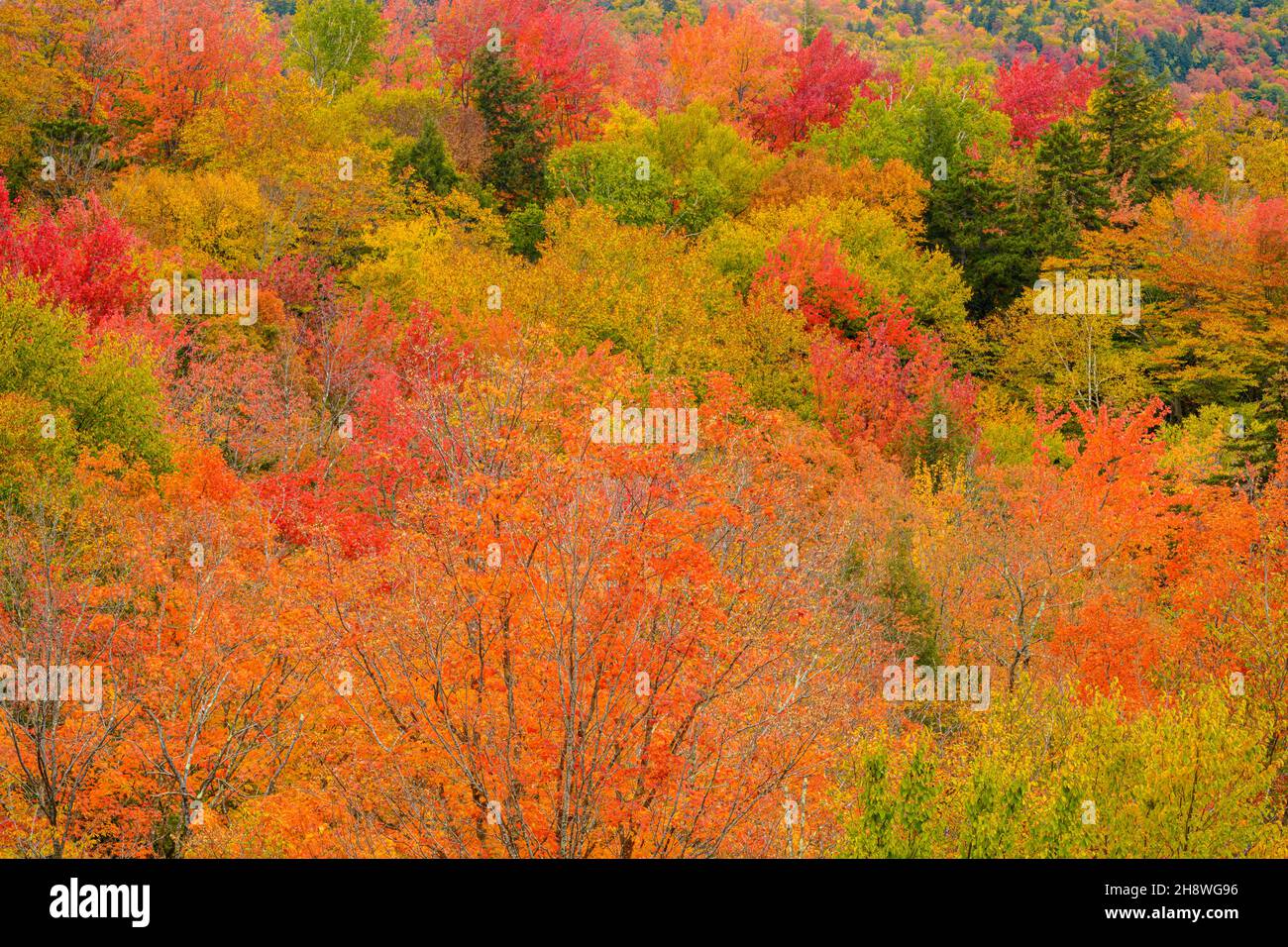 Autumn foliage in the deciduous forest on New England hillsides, Hwy 112, Kancamagus Highway, New Hampshire, USA Stock Photo
