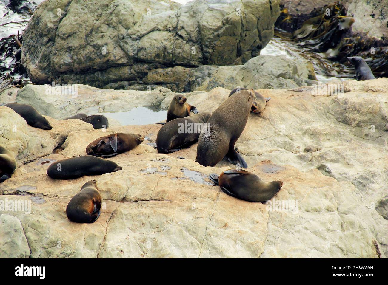 Seal Colony resting on a rocky cliff in Peninsula Walkway Seal Spotting