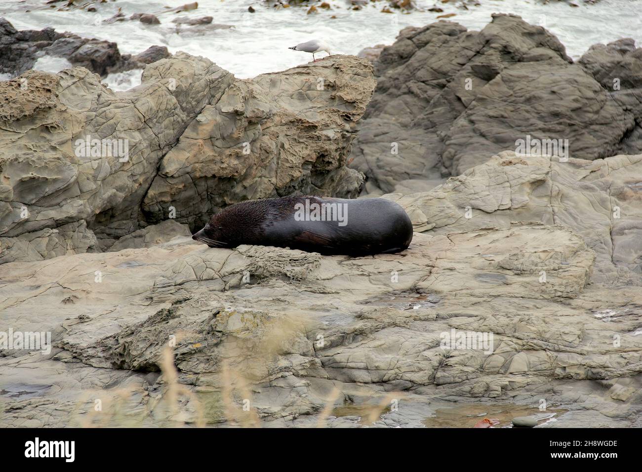 Male seal resting on a rocky beach in Peninsula Walkway Seal Spotting