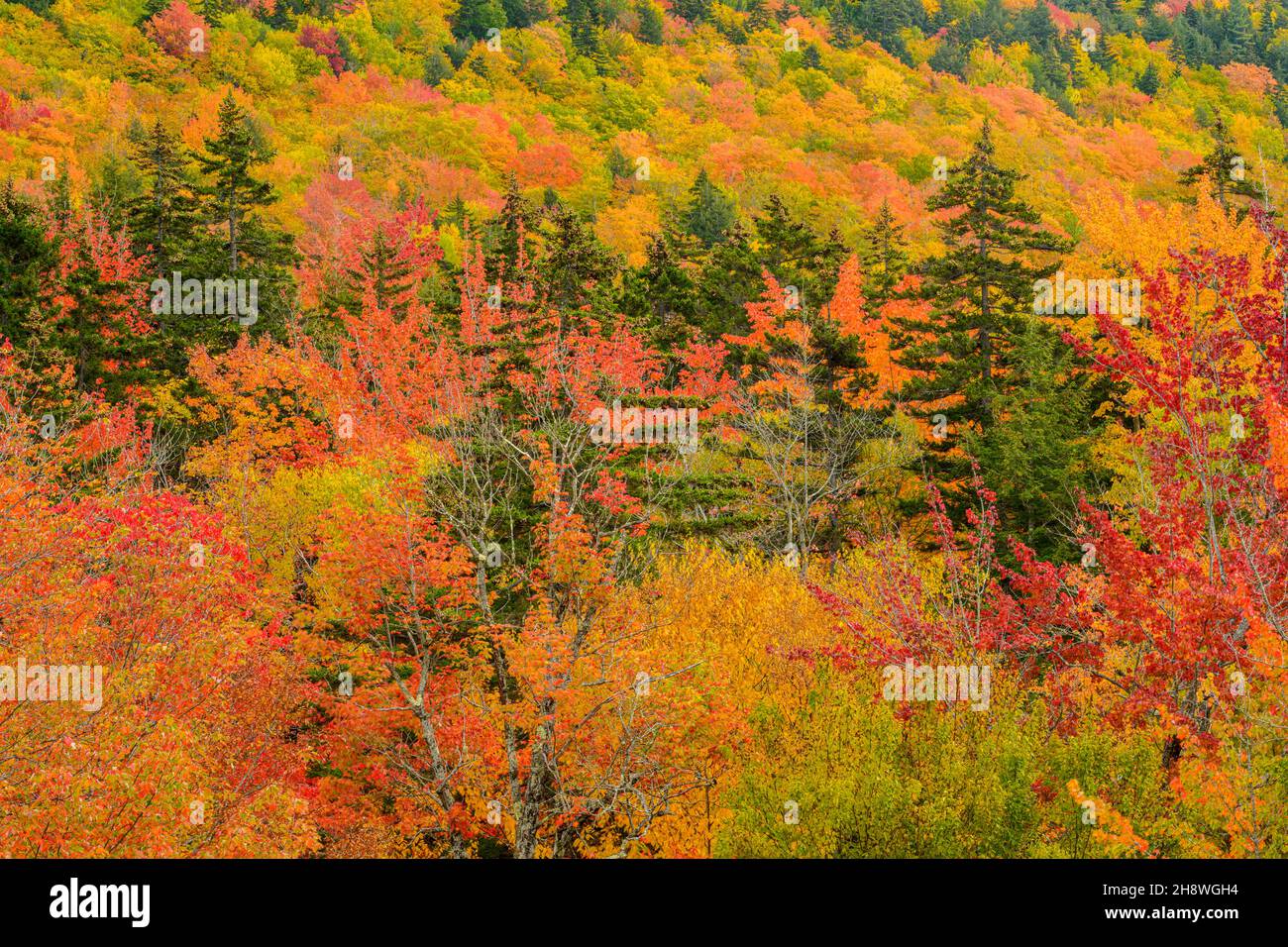 Autumn foliage in the deciduous forest on New England hillsides, Bear Notch Road, New Hampshire, USA Stock Photo