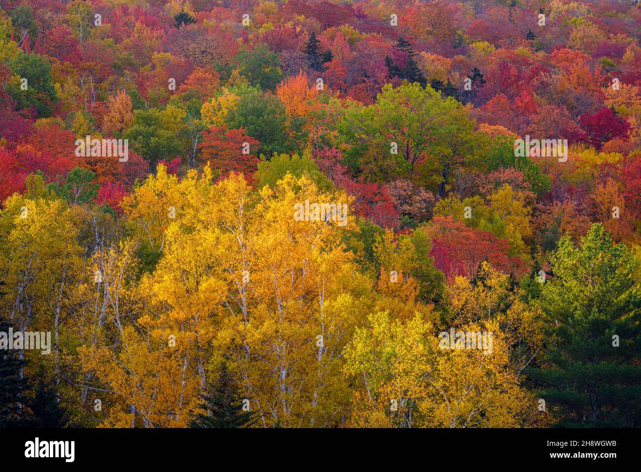 Autumn foliage in the deciduous forest on New England hillsides, Pinkham Notch, New Hampshire, USA Stock Photo