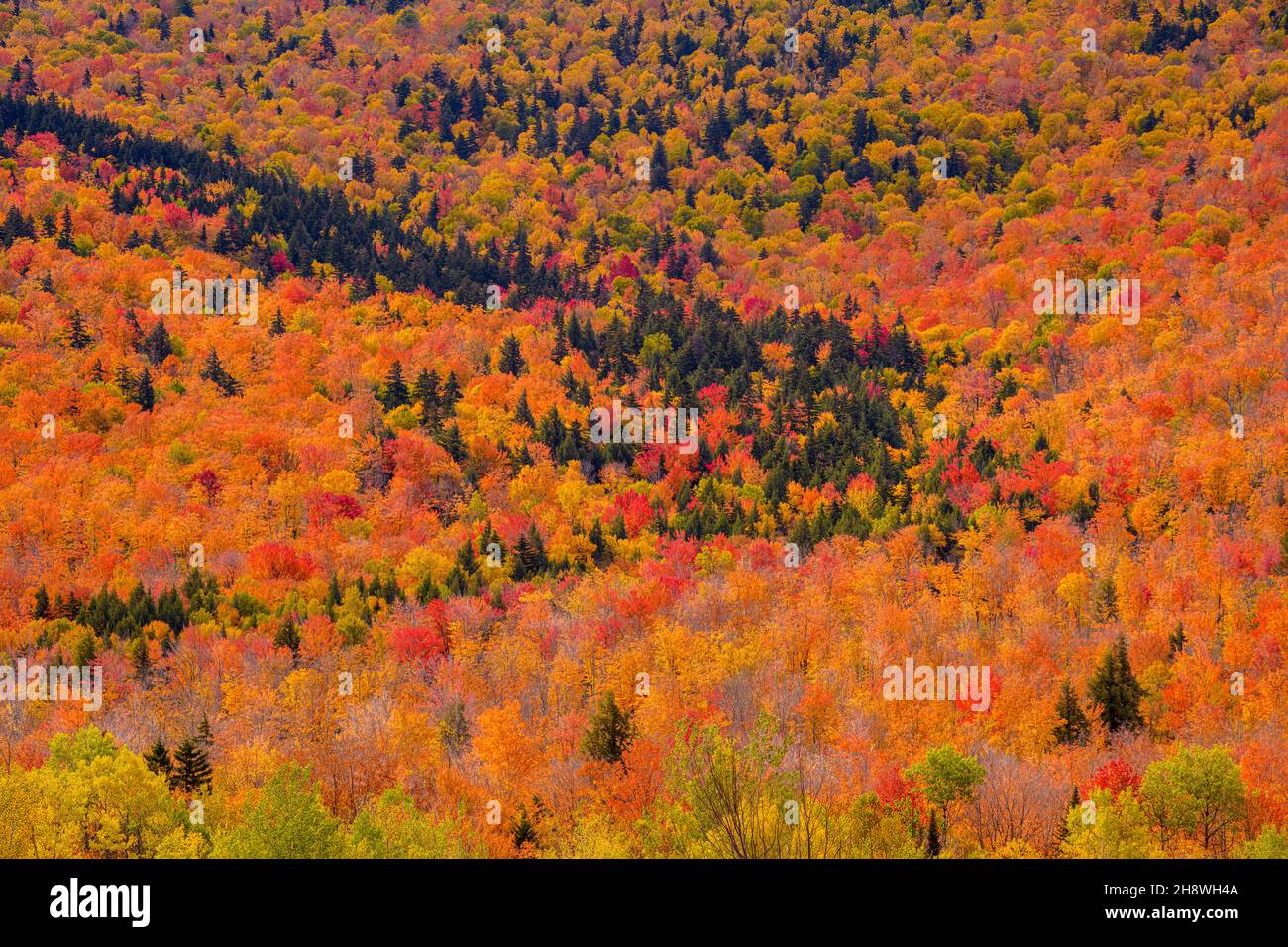 Autumn foliage in the deciduous forest on New England hillsides, Gorham, New Hampshire, USA Stock Photo