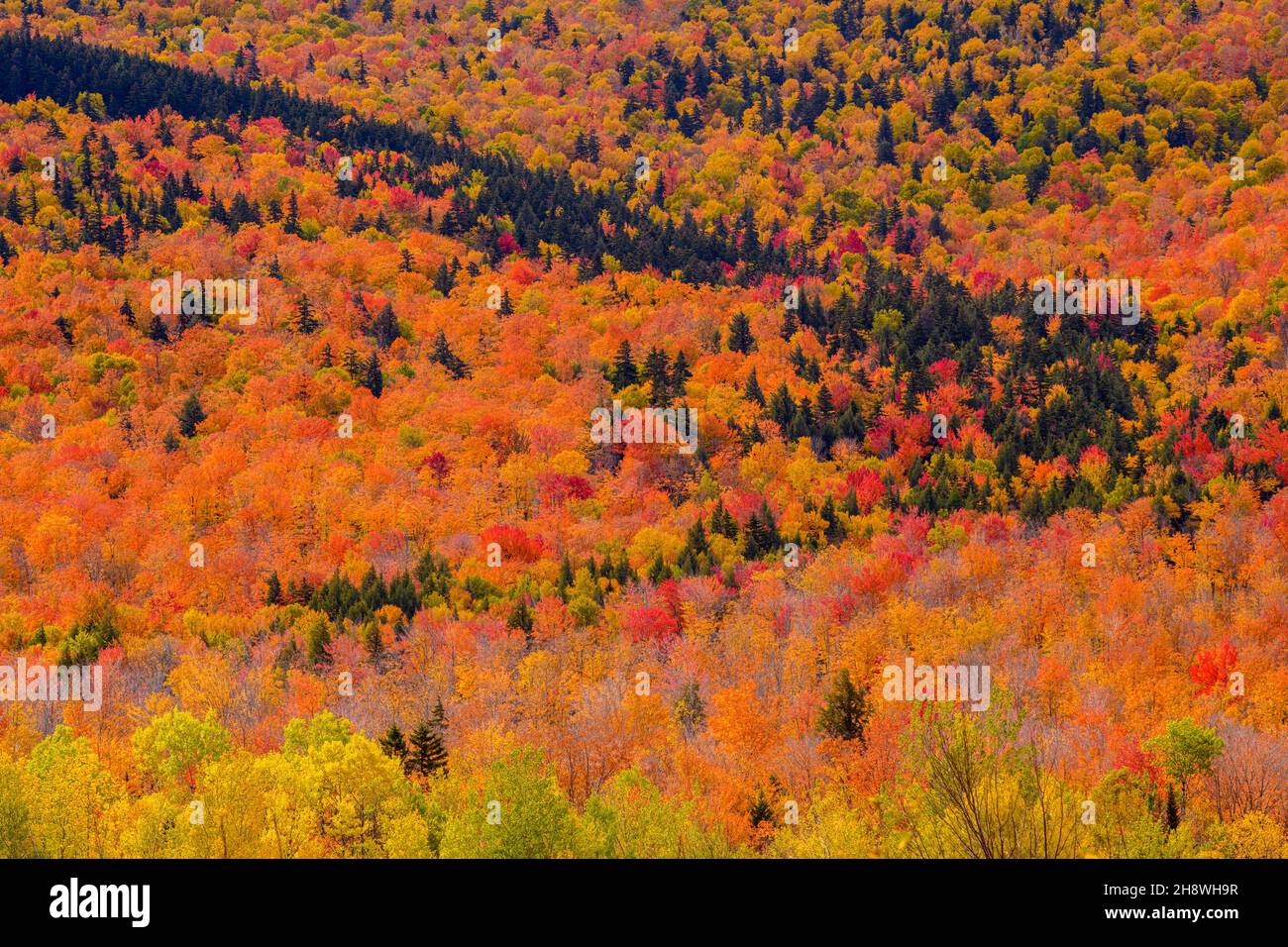 Autumn foliage in the deciduous forest on New England hillsides, Gorham, New Hampshire, USA Stock Photo