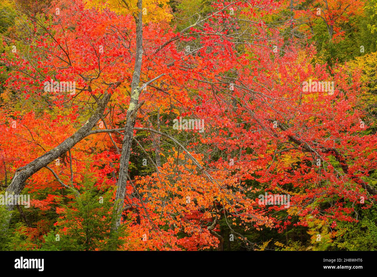 Autumn foliage in New England deciduous trees, Kancamagus Highway, White Mountain National Forest, New Hampshire, USA Stock Photo