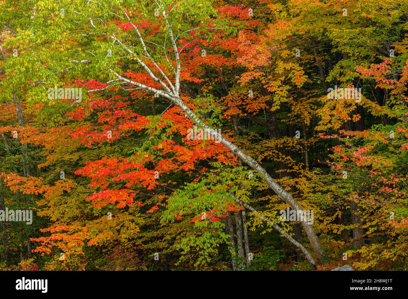Autumn foliage in New England deciduous trees, Lower Falls Scenic Area, Albany, New Hampshire, USA Stock Photo