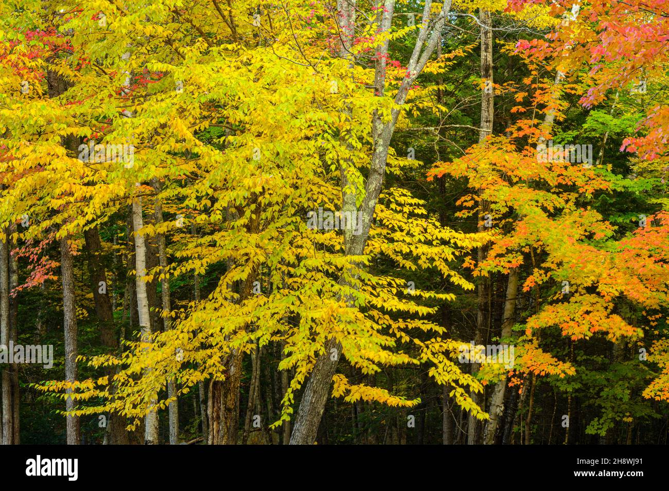 Autumn foliage in New England deciduous trees, Jackson, New Hampshire, USA Stock Photo