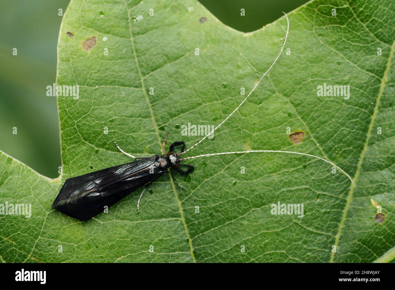 Dorsal view of Mystacides azurea caddisfly at rest on leaf. Tipperary, Ireland Stock Photo