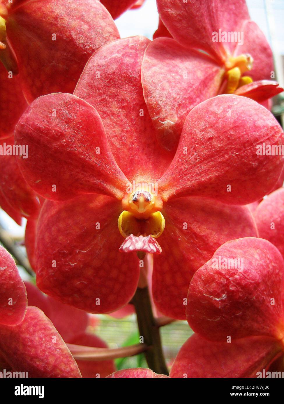 Thai orchid flower - At Chiang Rai province in north Thailand Stock Photo