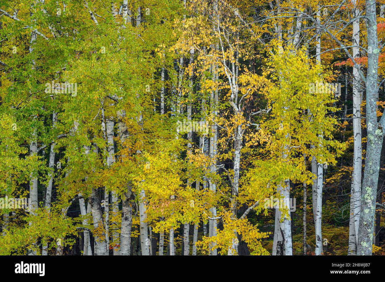 Autumn foliage in New England deciduous trees, , New Hampshire, USA