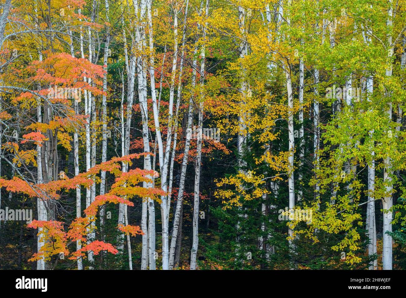 Autumn foliage in New England deciduous trees, , New Hampshire, USA