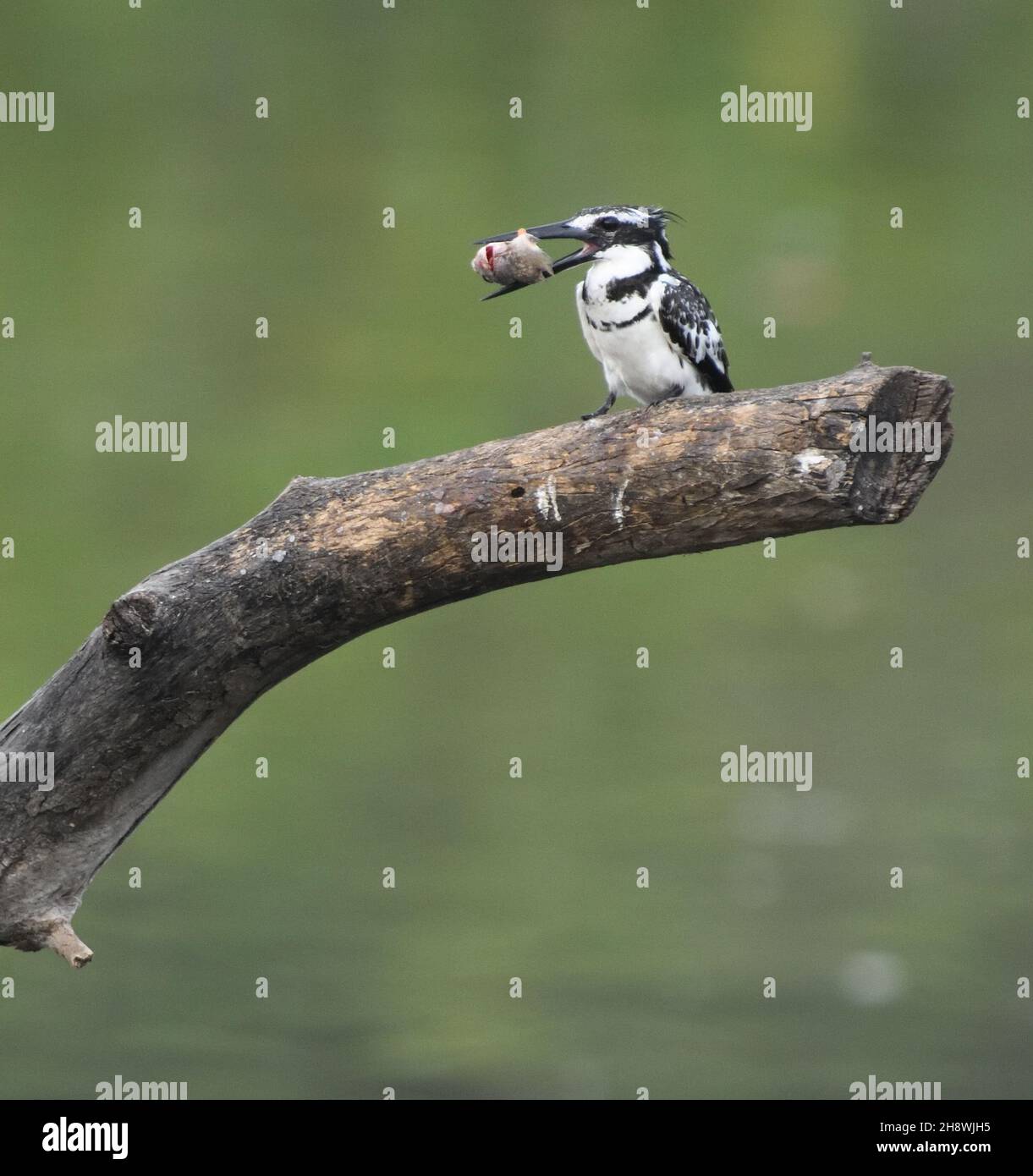 A pied kingfisher (Ceryle rudis) deals with a large fish on a branch above a mangrove lined creek.    Lamin, The Republic of the Gambia. Stock Photo