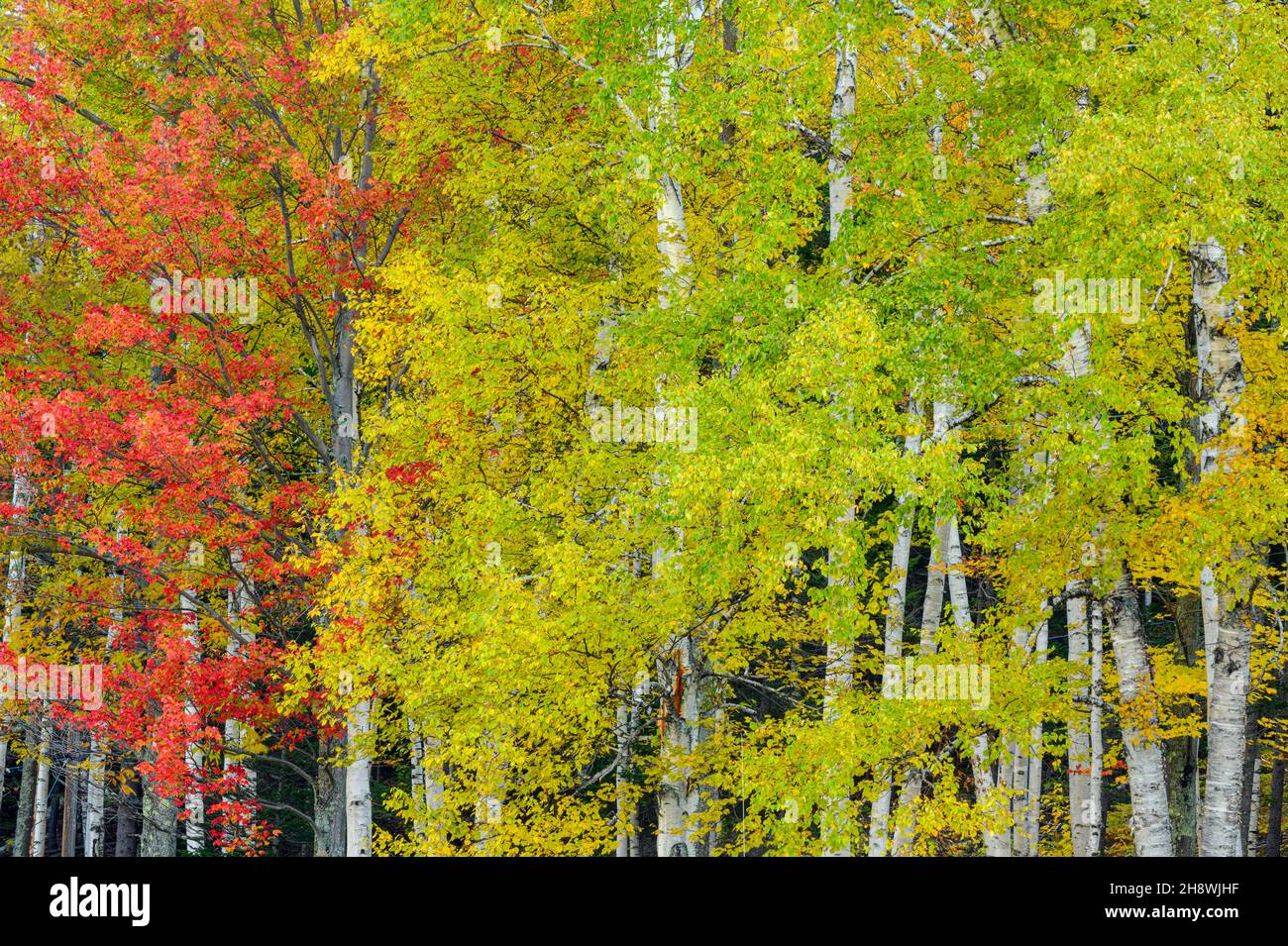 Autumn foliage in New England deciduous trees, , New Hampshire, USA