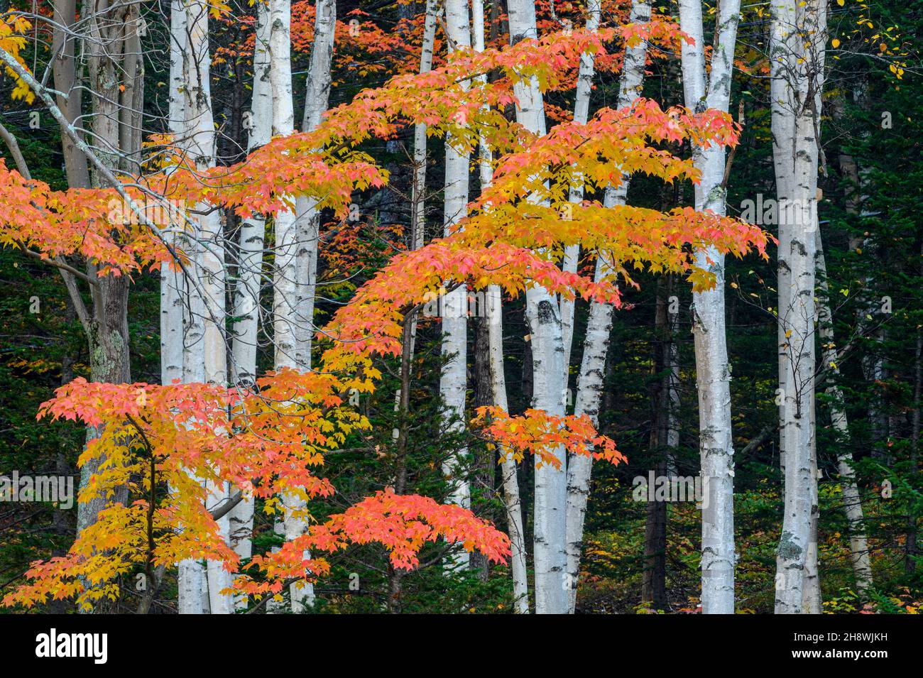 Autumn foliage in New England deciduous trees, , New Hampshire, USA Stock Photo