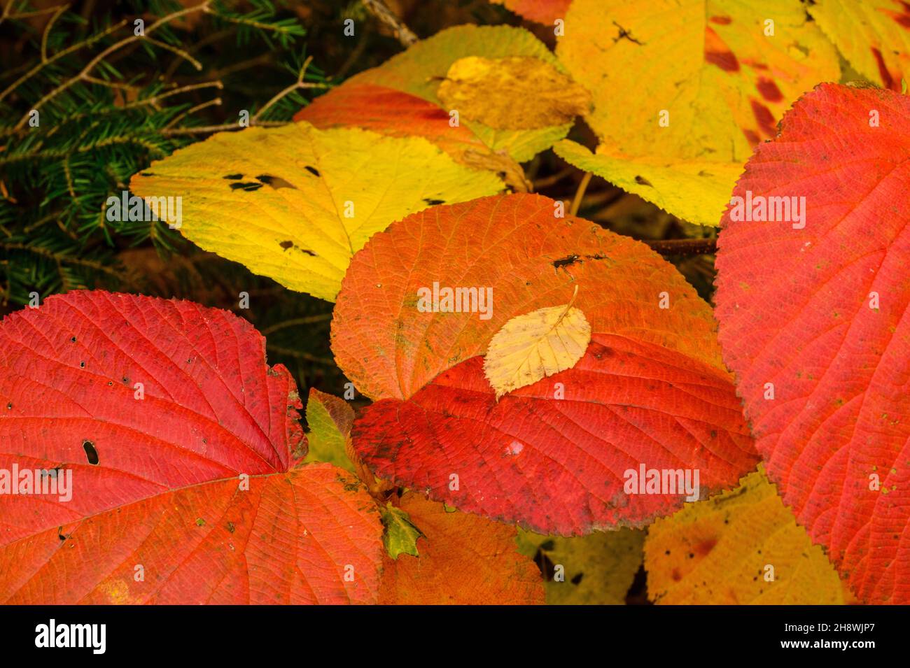 Fallen autumn leaf in the woodland understory, Highway 16 near Pinkham Notch, New Hampshire, USA Stock Photo