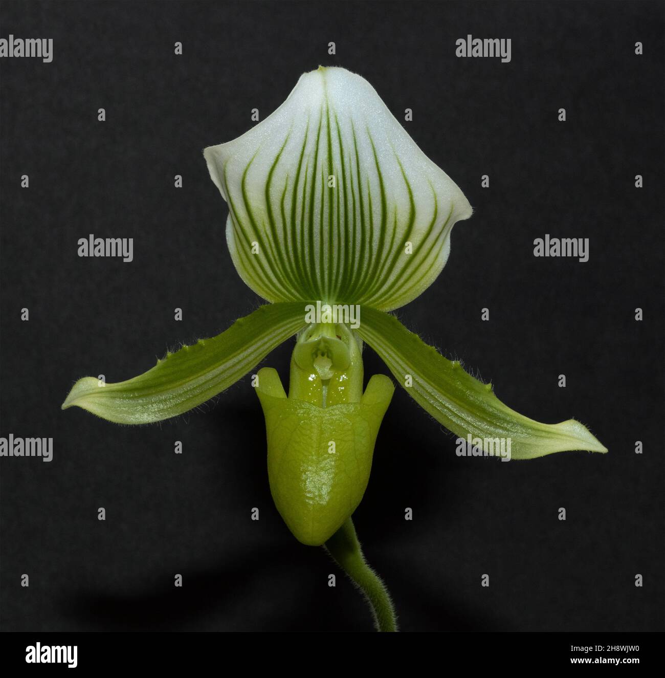 The Venus or Lady Slipper Orchid is an exotic bloom of the rainforests of SE Asia. Modern commercial propagation techniques have advanced Stock Photo