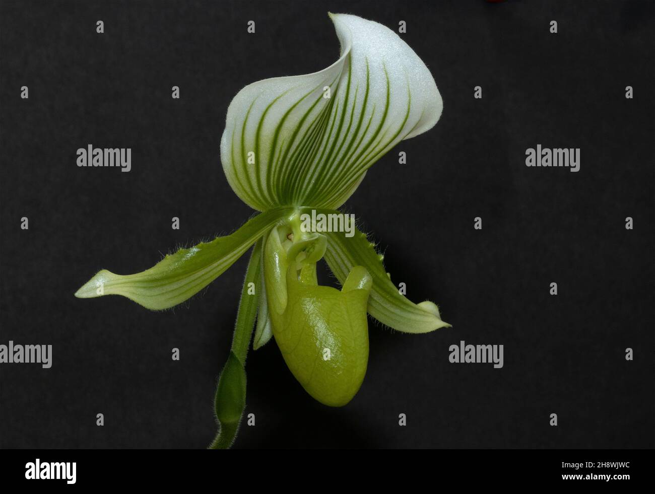 The Venus or lady Slipper Orchid is an exotic bloom of the rainforests of SE Asia. Modern commercial propagation techniques have advanced Stock Photo
