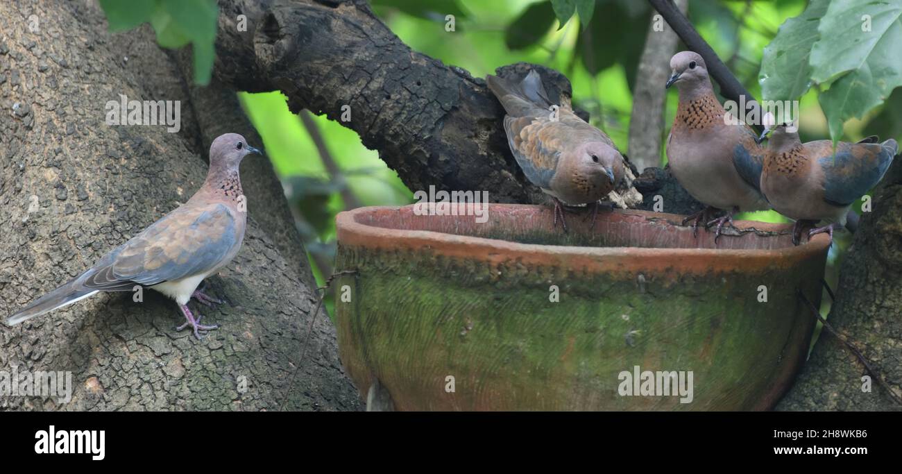 Four laughing dove (Spilopelia senegalensis, Streptopelia senegalensis) coming to drink at a man-made poo.l Tanji, The Republic of the Gambia. Stock Photo