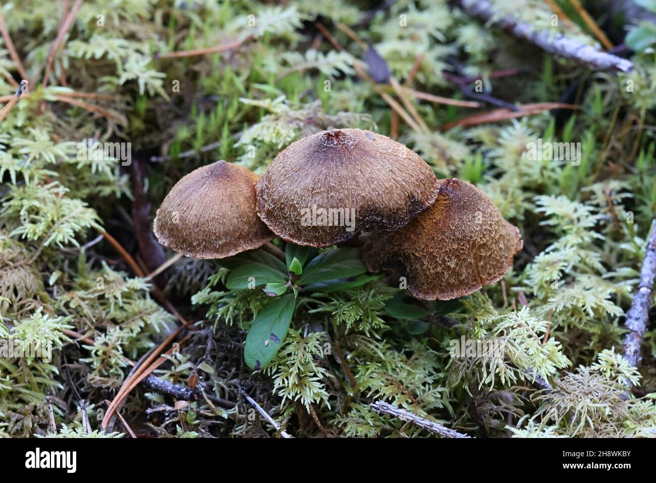 Cortinarius lux-nymphae, a webcap mushroom from Finland, no common English name Stock Photo