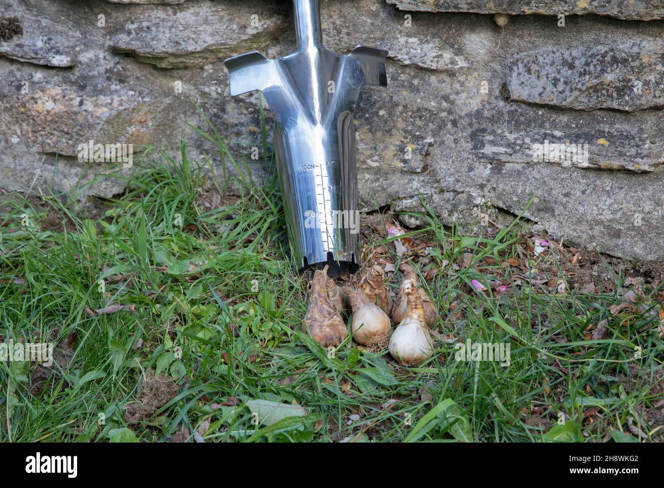 Autumn planting of new daffodil, narcissus bulbs using a traditional long handled bulb planter