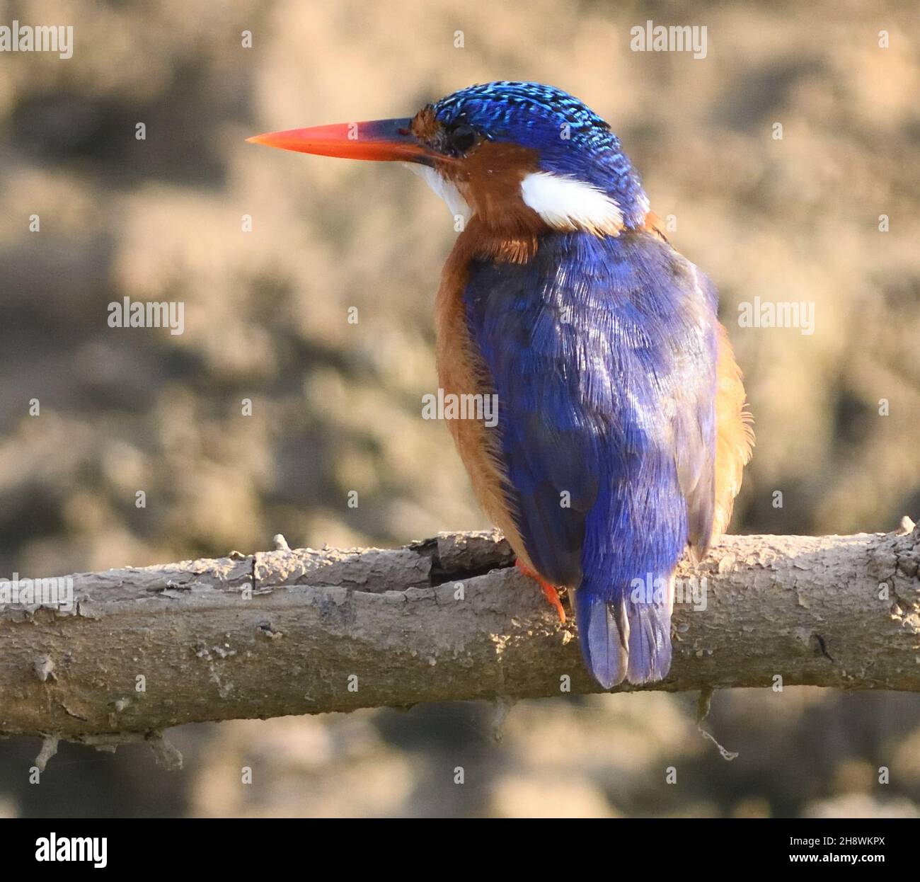 A malachite kingfisher (Corythornis cristatus) perches above an irrigation canal linked to the Gambia River waiting for passing fish. Janjanbureh, The Stock Photo
