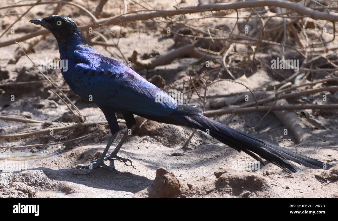 A long-tailed glossy starling (Lamprotornis caudatus) foraging on the ground. Kaur.  The Republic of the Gambia. Stock Photo