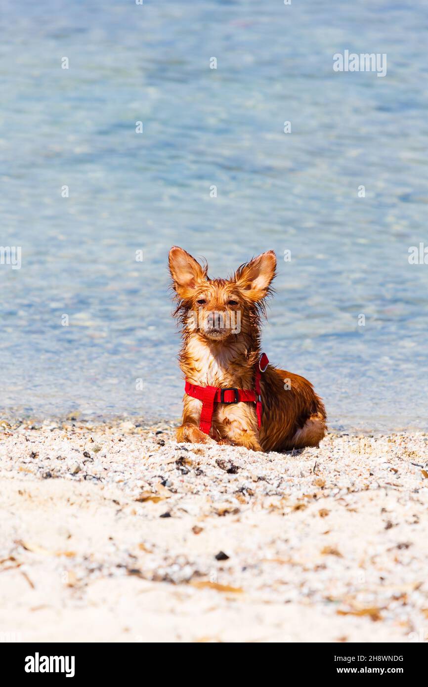 Small, wet dog on the beach after a swim in the sea at Potamos, Liopetri, Cyprus. Stock Photo