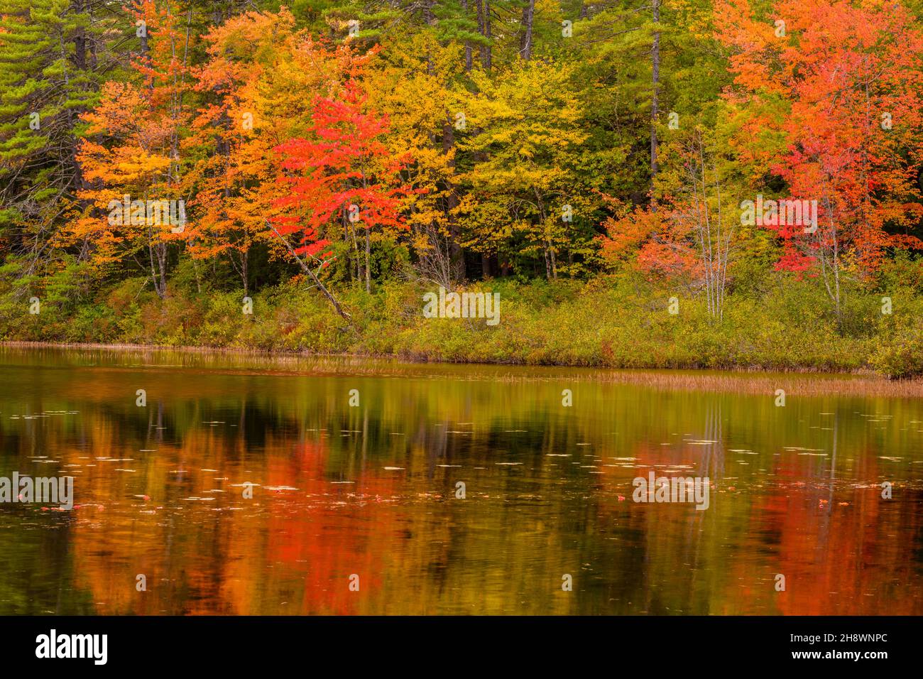 Autumn reflections in Lake Chocorua, Chocorua, New Hampshire, USA Stock Photo