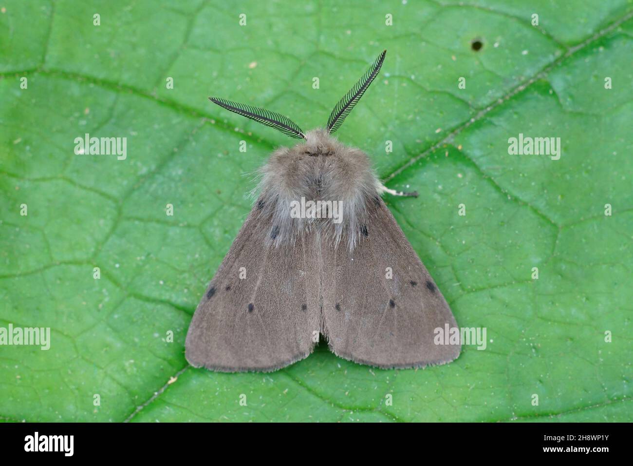 Dorsal closeup of the hairy and colorful muslin moth, Diapohra mendica Stock Photo