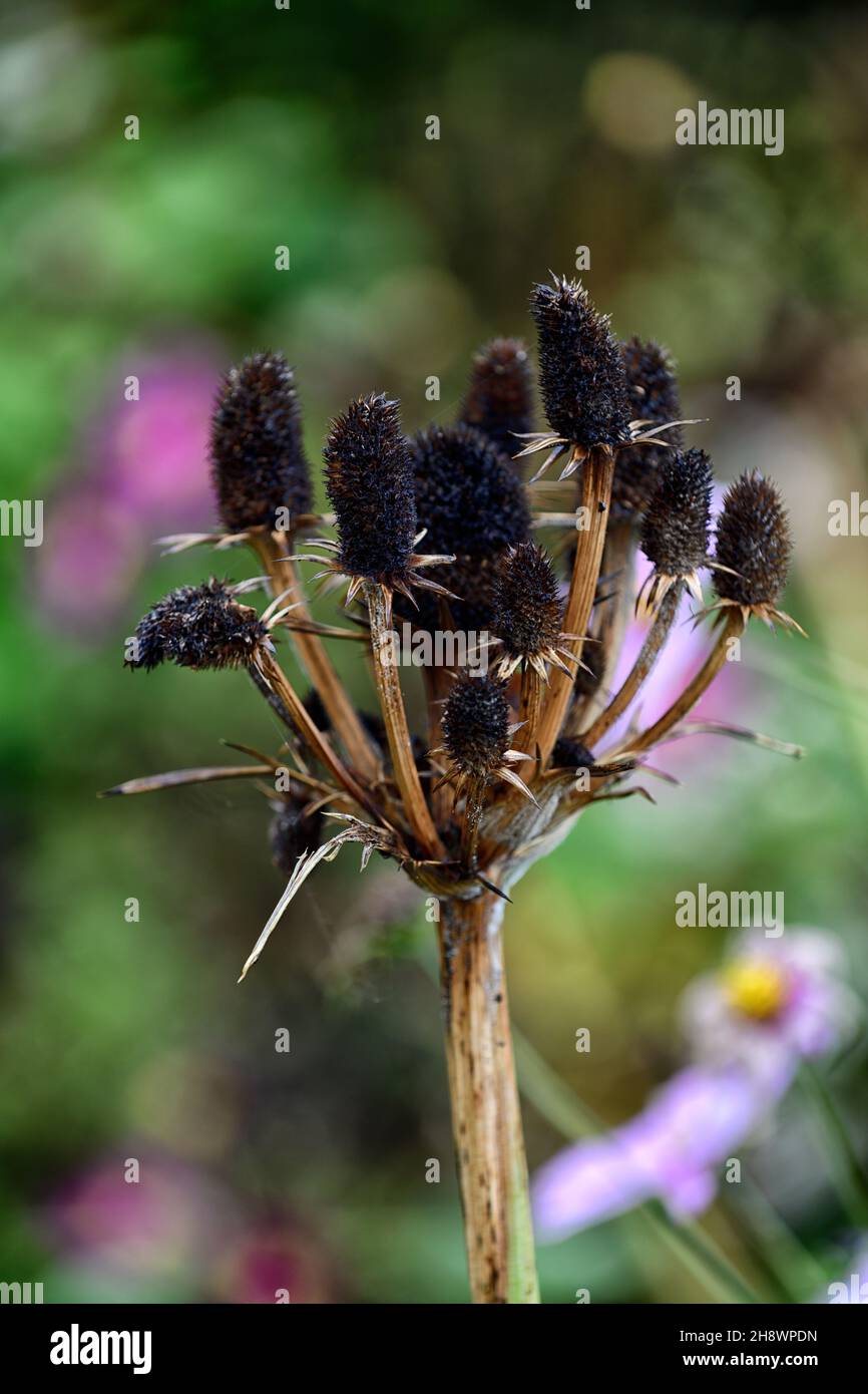 eryngium guatemalense,auitumn,winter,seedhead,seedheads,dead,winter