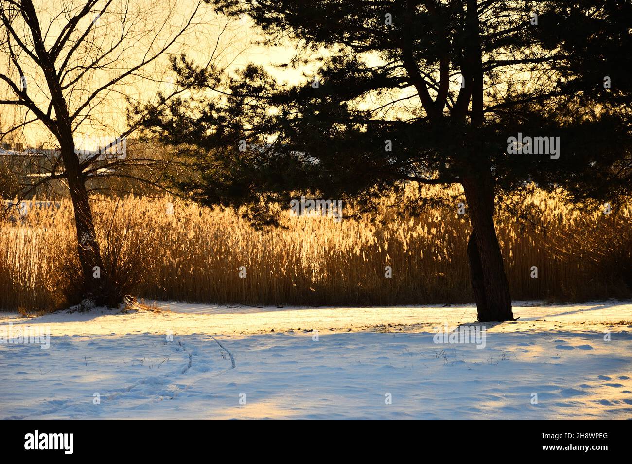 Outline of a tree lit by counter light in winter. Day. Stock Photo