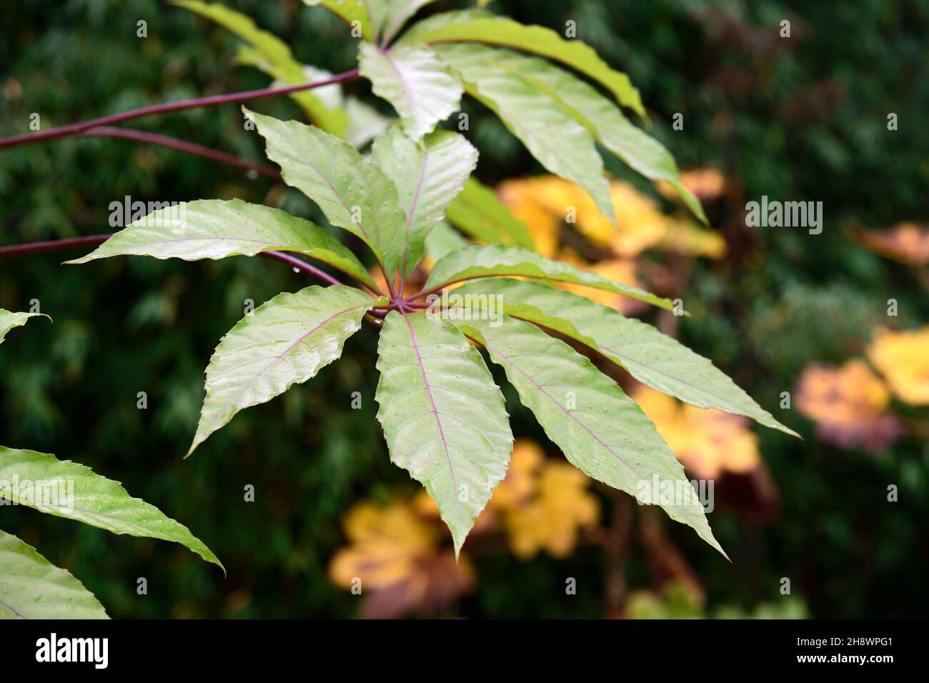 Schefflera digitata,leaves,foliage,attractive foliage,purple stems,wood,woodland garden,RM Floral Stock Photo