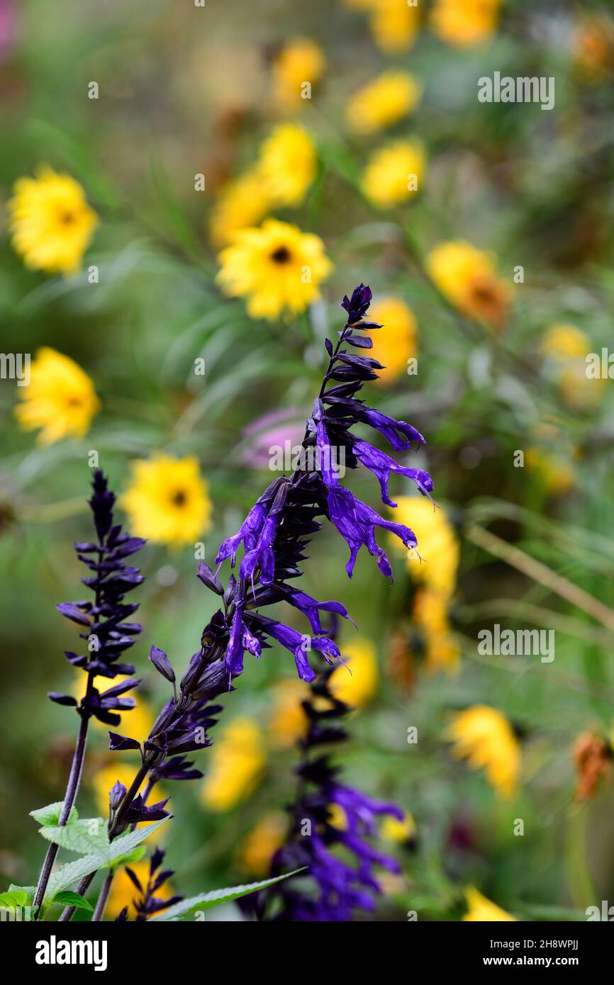 Salvia guaranitica Super Trouper,purple,sage,sages,flower,flowers