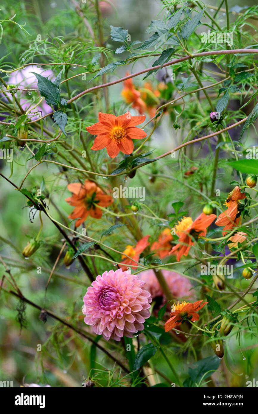 Dahlia Burlseca,dahlias,mixed planting scheme,mixed bed,mixed border