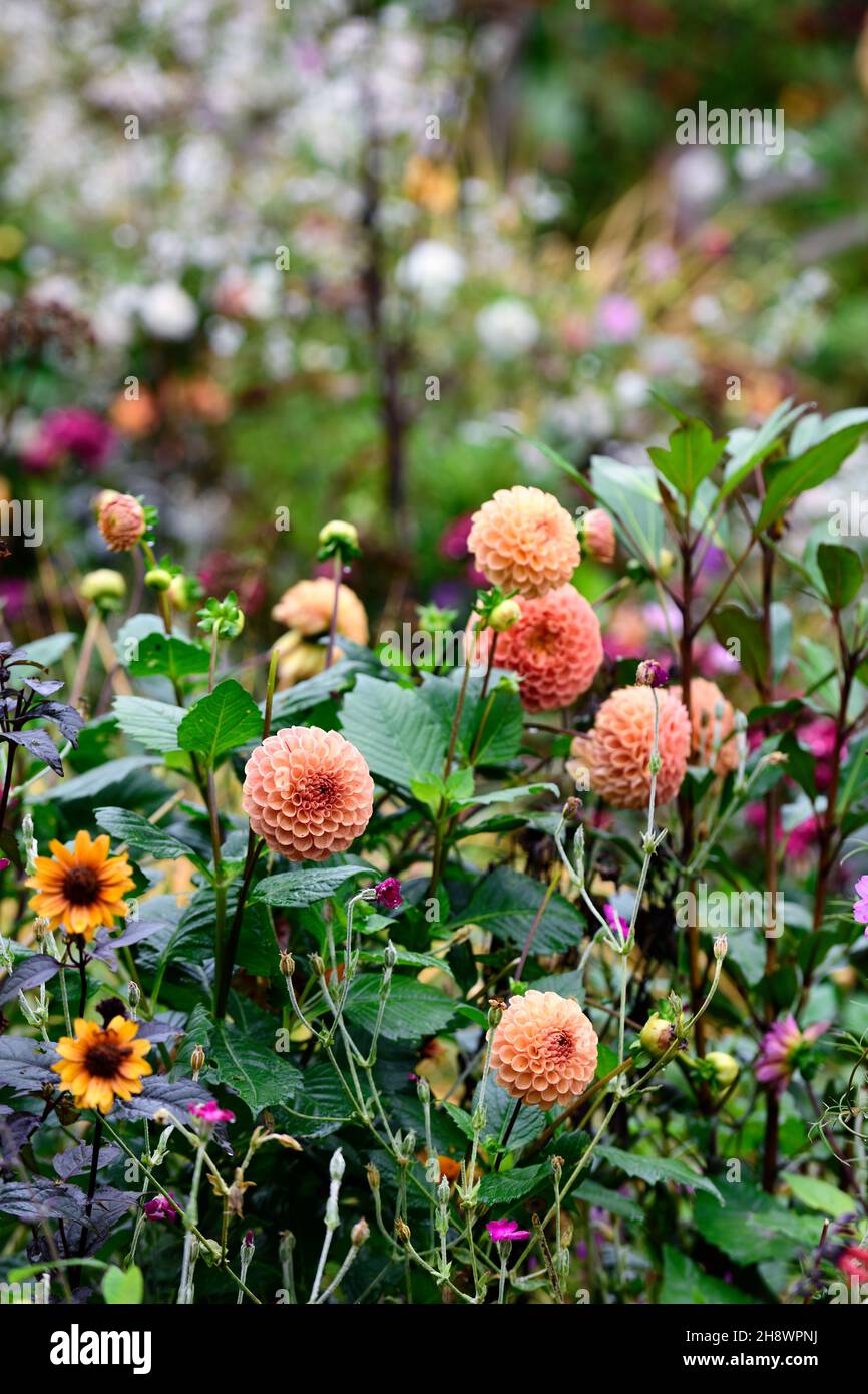 Dahlia Cornel Brons,Helianthus,dahlias,mixed planting scheme,mixed bed,mixed border,garden,gardens,RM Floral Stock Photo