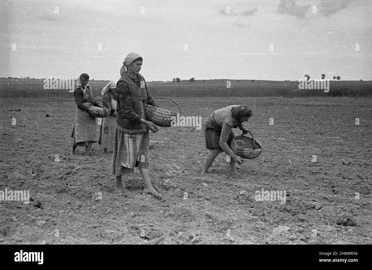 Polska, 1946. Wiosenne sadzenie ziemniaków. gr  PAP    Dok³adny miesi¹c i dzieñ wydarzenia nieustalone.      Poland, 1946. Spring potato planting.  gr  PAP Stock Photo