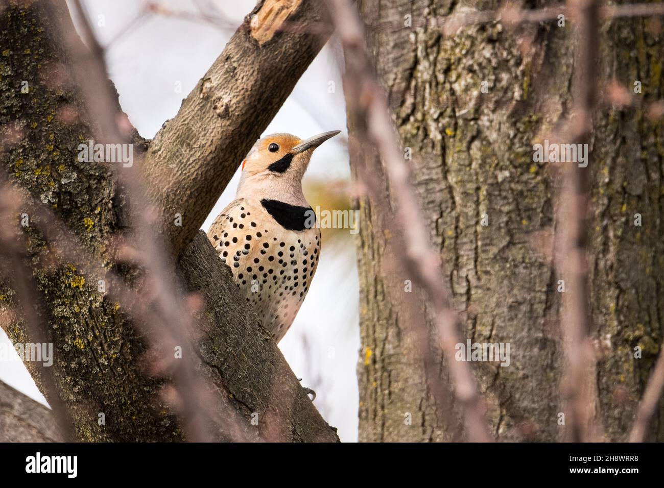 Male Northern Flicker bird trying to hide between tree branches Stock Photo