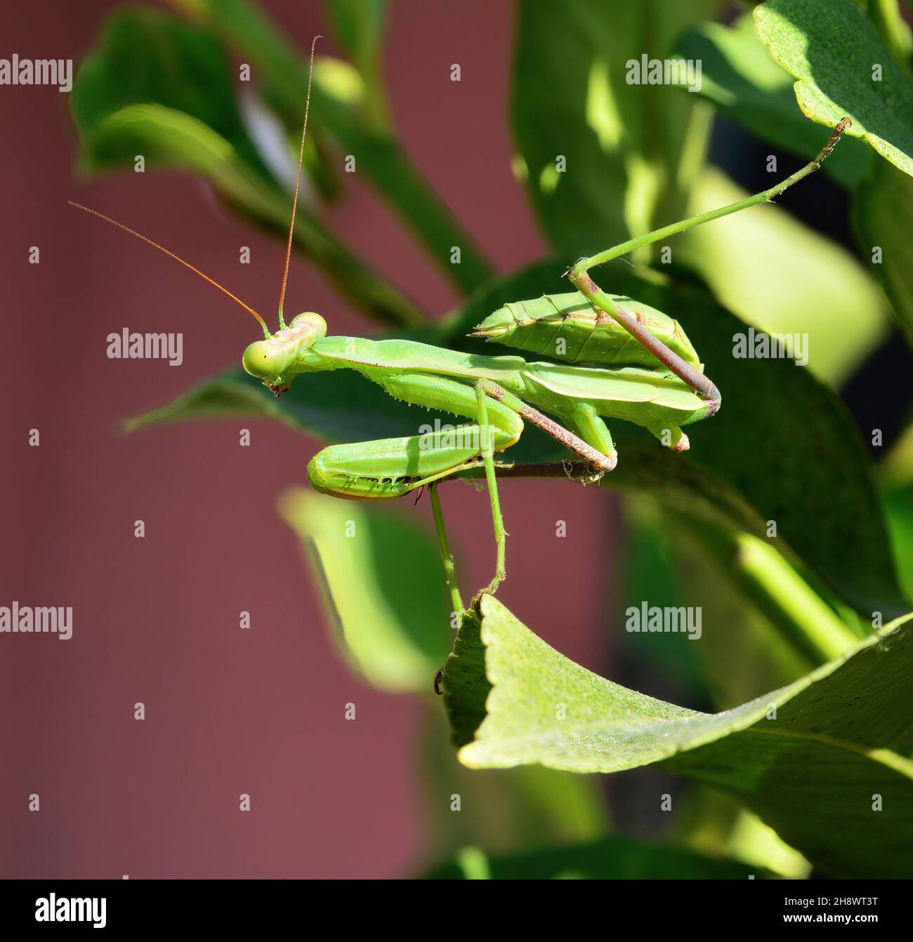 green preying mantis hunting in a tree Stock Photo
