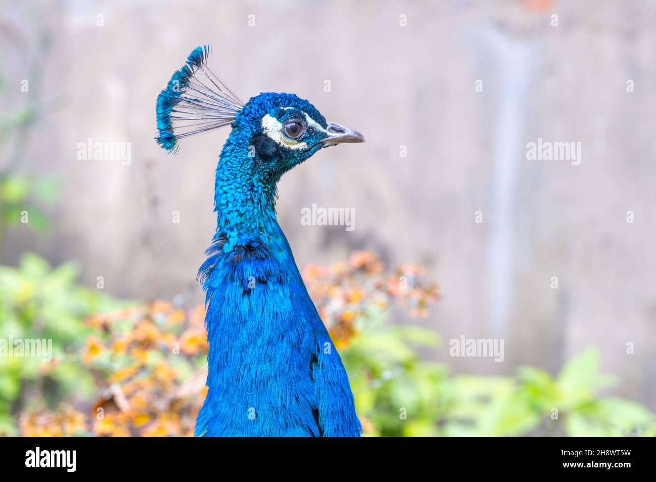 Close-up portrait of beautiful peacock Stock Photo - Alamy