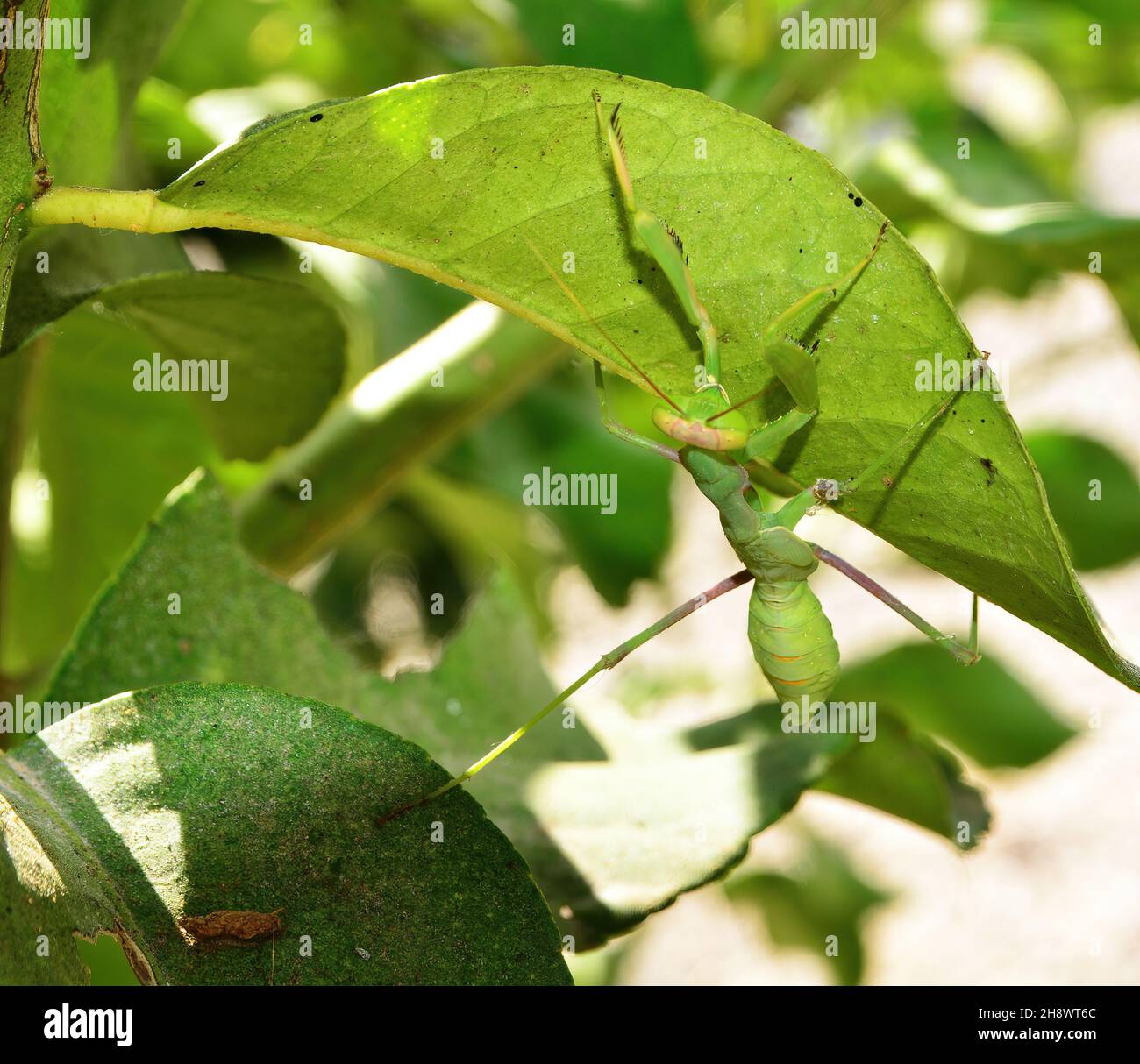 green preying mantis hunting in a tree Stock Photo