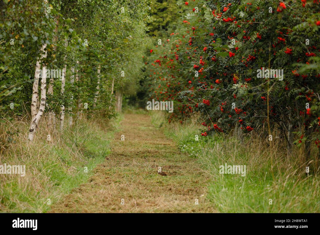 Woodland planting new trees hi-res stock photography and images - Alamy