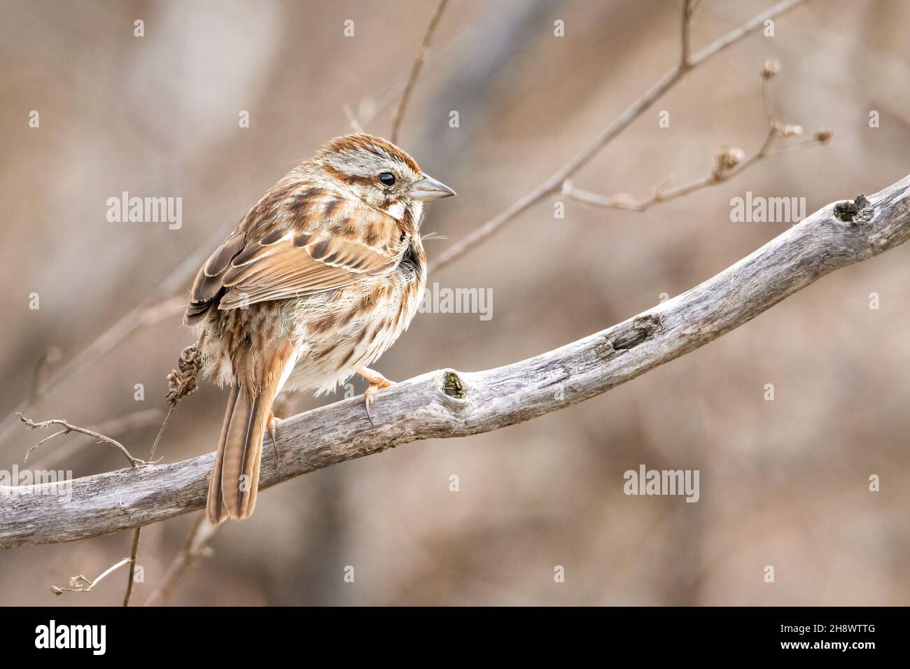 Small american sparrow perched on a tree branch early morning Stock Photo
