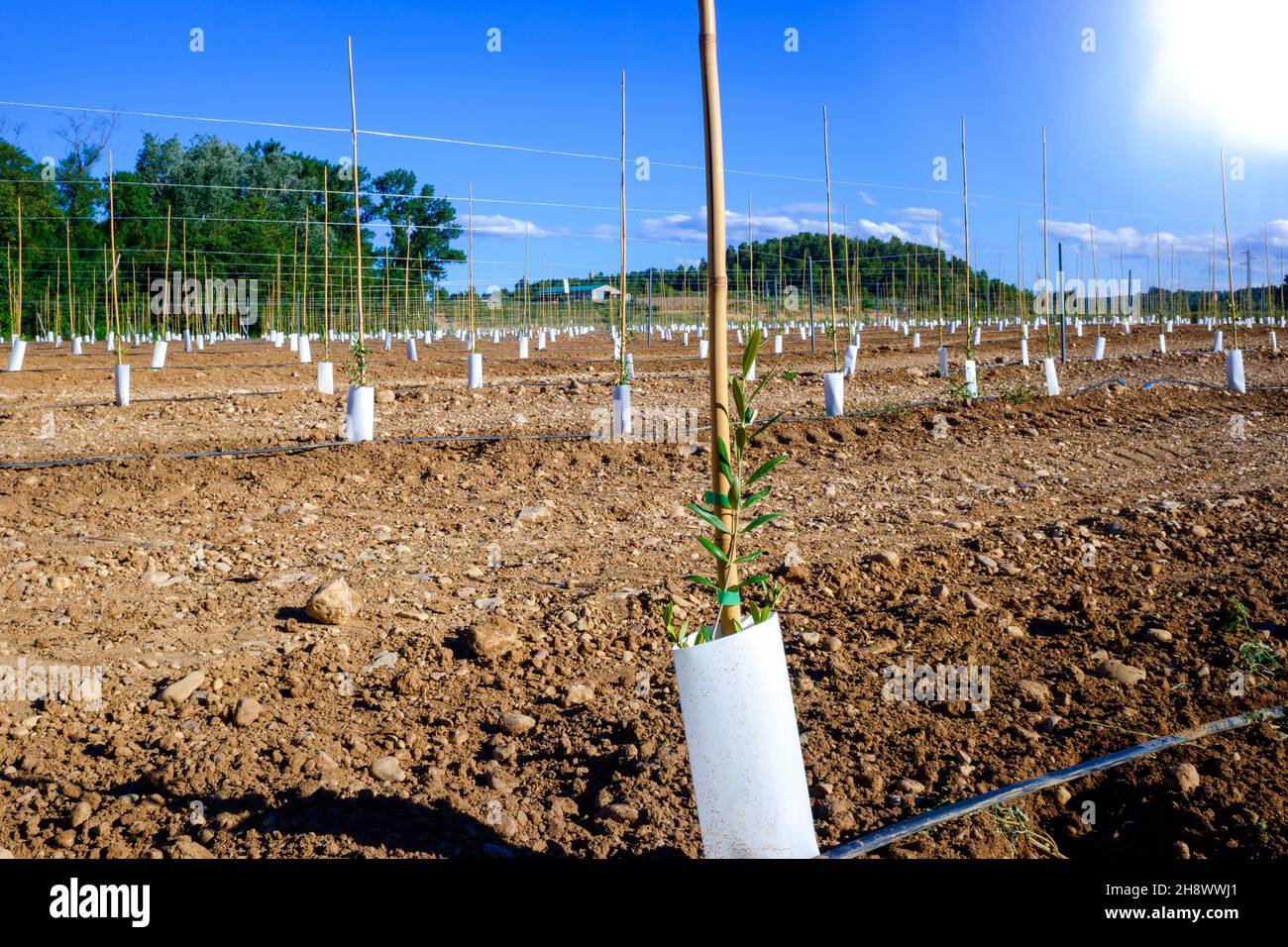 New planting of fruit trees with innovative drip irrigation systems on
